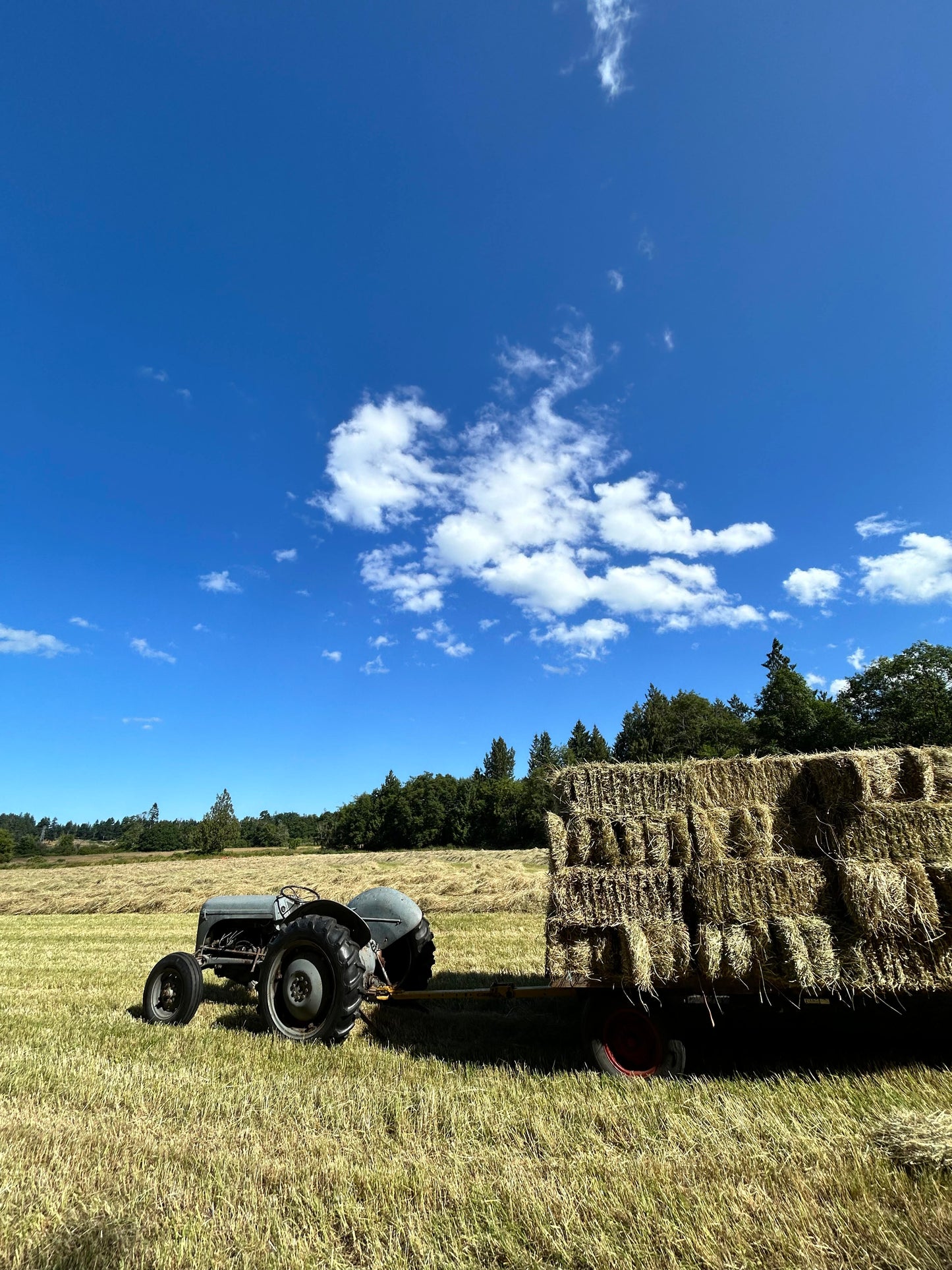 First Cut Hay